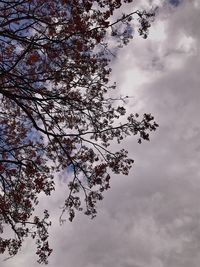 Low angle view of tree against cloudy sky