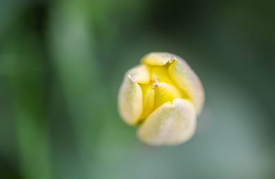 Beautiful yellow spring tulip flowers growing in garden. plant petals close up.