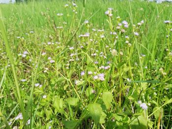 Close-up of white flowering plants on field