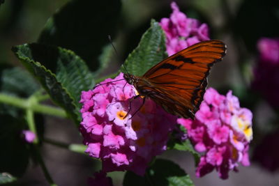 Close-up of butterfly on purple flower