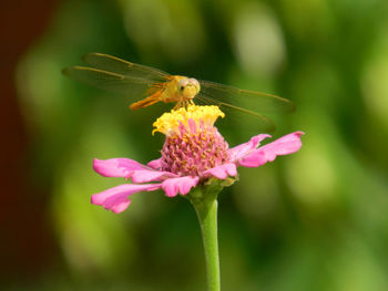 Close-up of insect pollinating flower