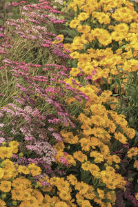 Close-up of yellow flowers blooming outdoors