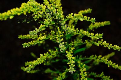 Close-up of fern leaves against black background