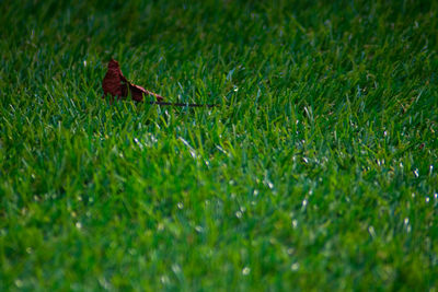 Bird on field