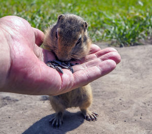 Feeding gophers by human at wild nature. gopher is eating from human hand.