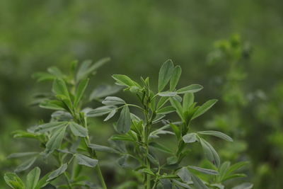 Close-up of plant growing on field