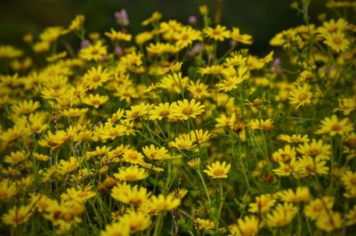 Close-up of yellow flowers