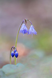 Close-up of purple blue flower