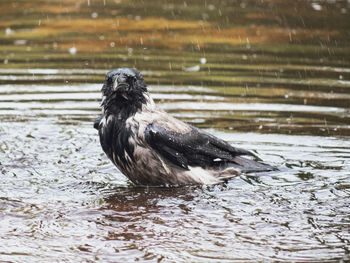 Crow taking a bath looking into the camera
