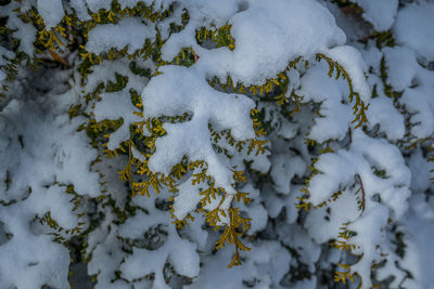snow