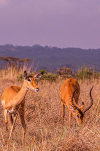 animal wildlife