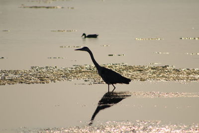 Bird on beach