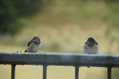 Birds perching on railing