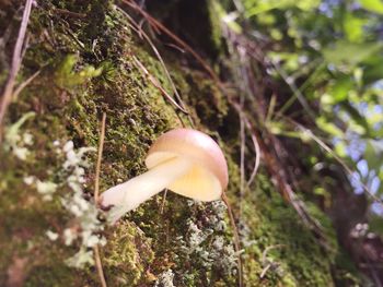 Close-up of tree trunk in forest