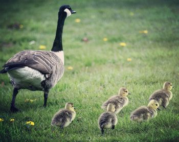 Close-up of canada goose with cygnets on grassy field