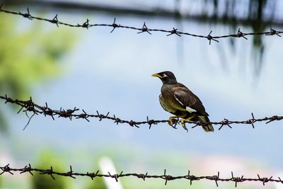 Birds perching on metal fence