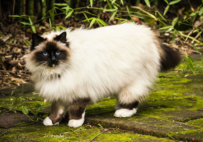 Portrait of cat standing on grass