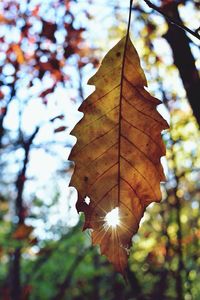 Low angle view of sun shining through tree