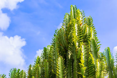 Low angle view of palm tree against sky