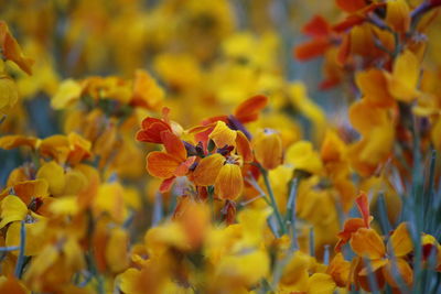 Close-up of yellow flowers blooming on field