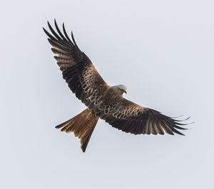 Low angle view of eagle flying in sky