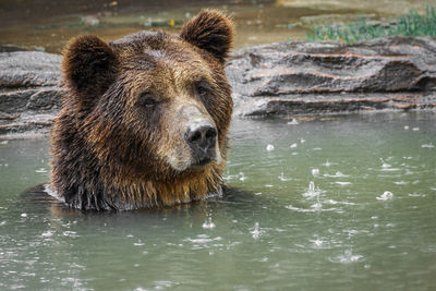 Portrait of an animal in water