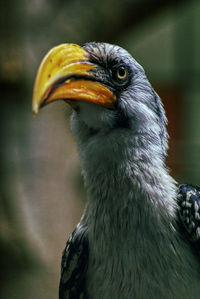 Close-up of bird