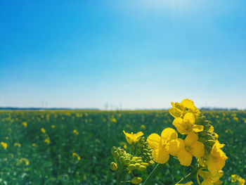 Close-up of fresh yellow flower field against clear sky