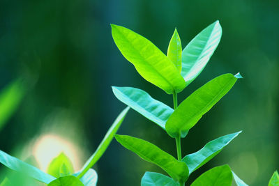 Close-up of small plant