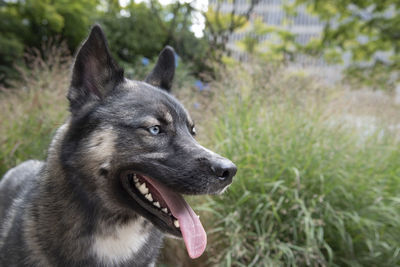 Very handsome blue eyed dog with perfect canine white sharp teeth outside with green grass.