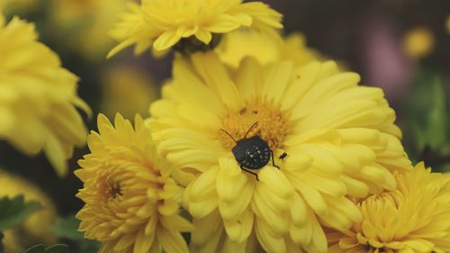 Close-up of insect on yellow flower