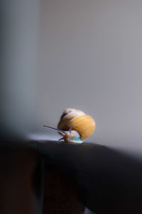 Close-up of snail