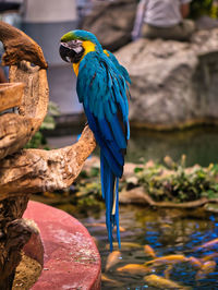 Take photos of the colorful macaw parrots with the bird care staff at the mall.