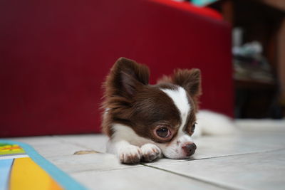 Close-up of a dog at home