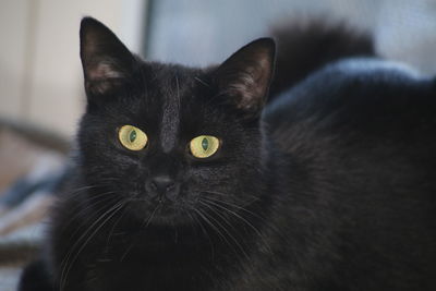 Close-up portrait of black cat