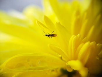 Close-up of insect on yellow flower