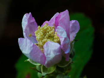 Close-up of flower blooming outdoors