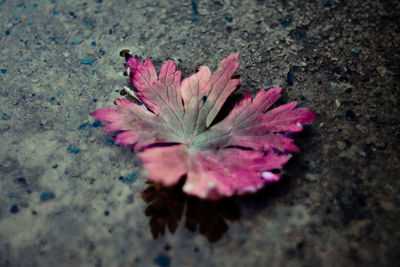 Close-up of pink flower