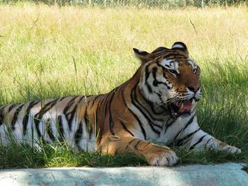 Tiger relaxing on field