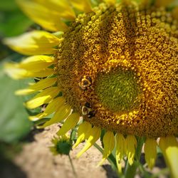 Close-up of sunflower