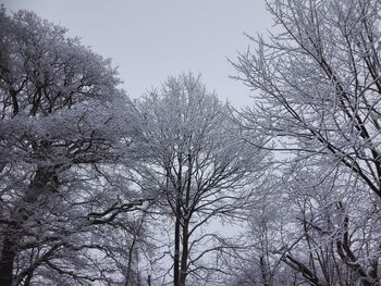 Low angle view of bare trees against clear sky