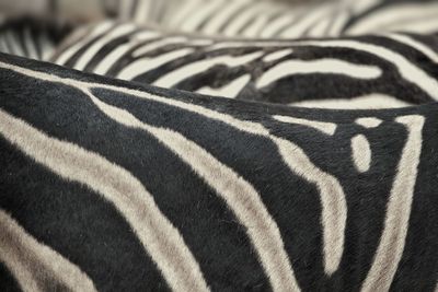 Close-up of zebra