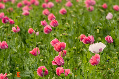 Close-up of pink flowering plants on field