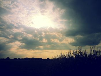 Silhouette of plants on field