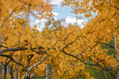 Low angle view of tree against sky