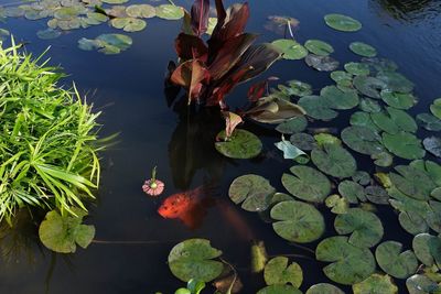 High angle view of lotus water lily in lake