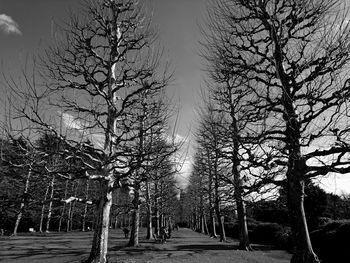 Trees against sky