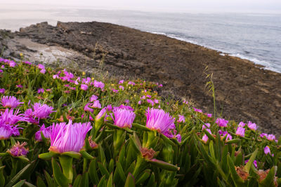 Close-up of fresh purple flowers by sea