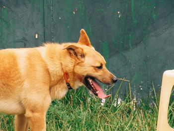 View of a dog on field