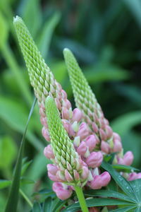 Close-up of flowering plant